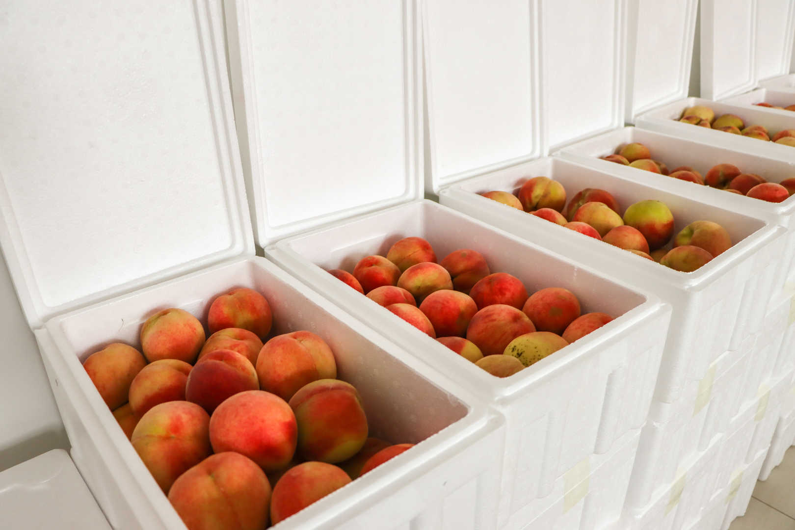 【甜蜜關懷】濱澳桃香漫工位，助農暖心兩相宜！